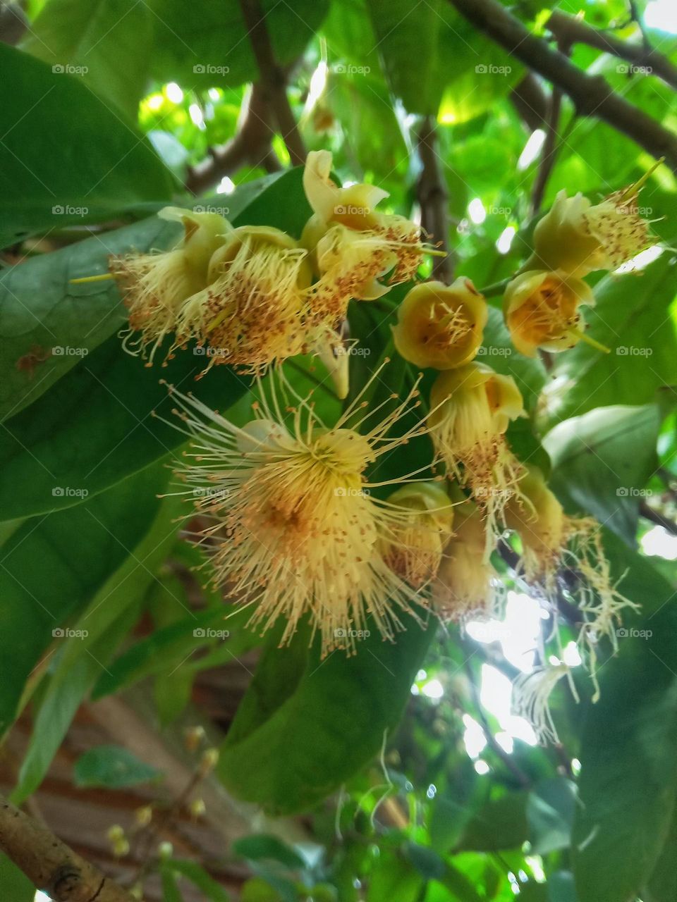 jambu tree in our garden