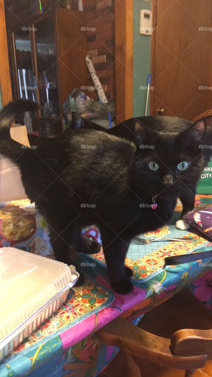 Black cat named Zelda 