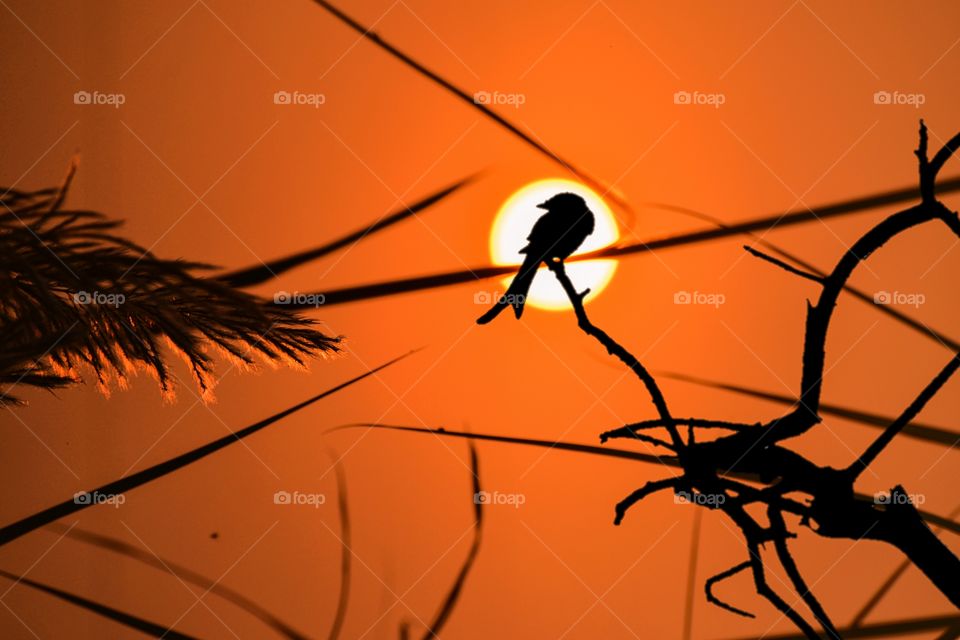 Perfect Moment, Perfect Shot.