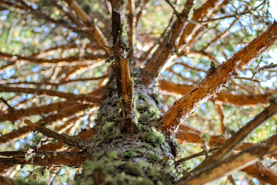 Close-up of branches