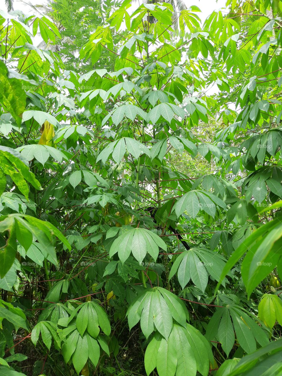 A bird hidden in the trees