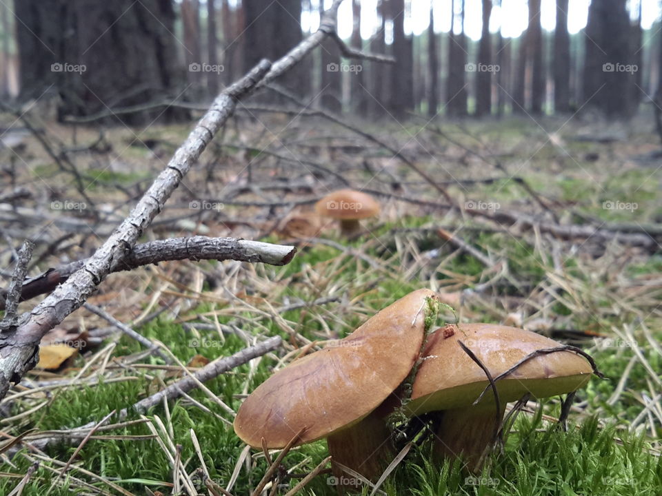 Mushrooms in the summer forest. Zielona Góra. Poland