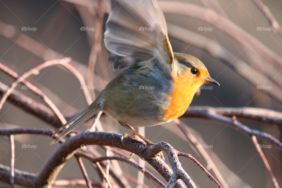 Robin