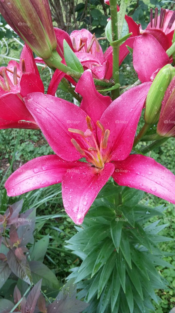 Lilly with raindrops
