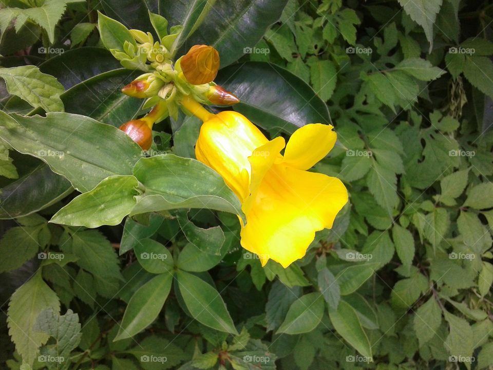 flor pétala amarela