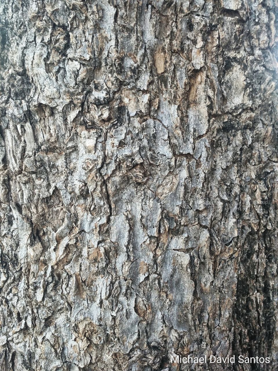 tree texture árvore textura grunge nature  casca tronco background photo image pattern