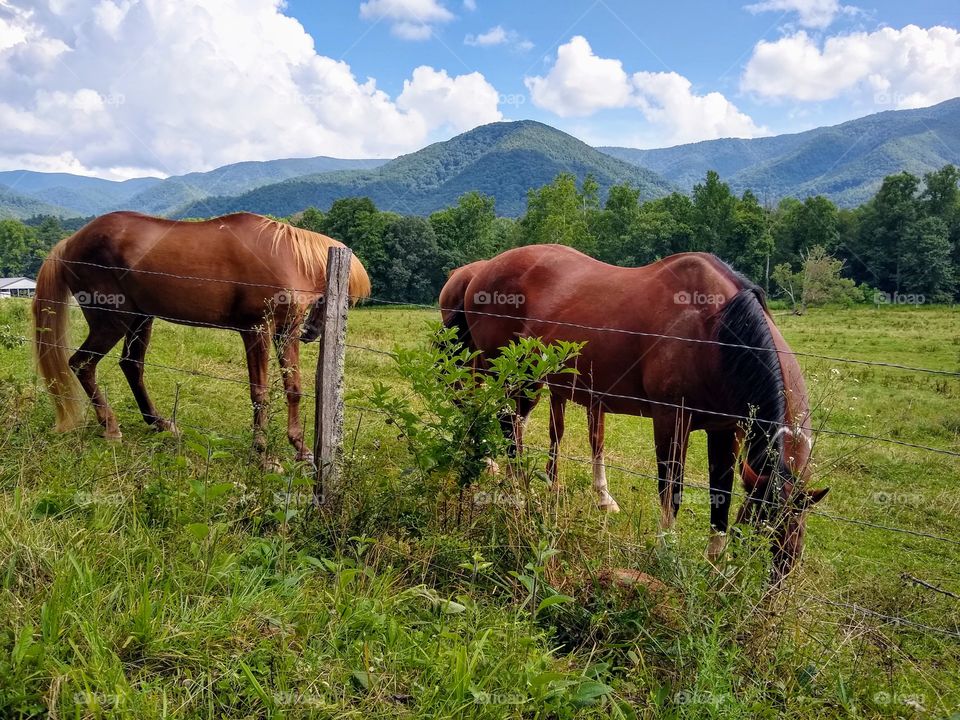 horses grazing in the Tennessee mountains