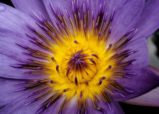 Water lily 