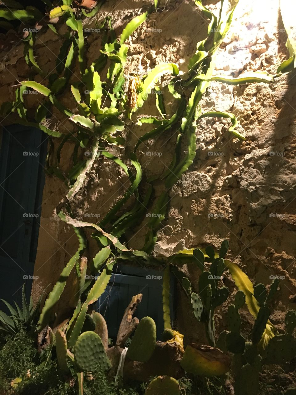 Cactus