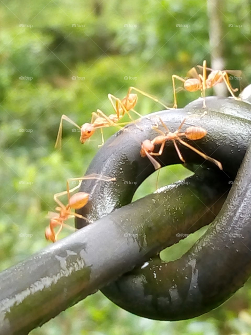 ant operation