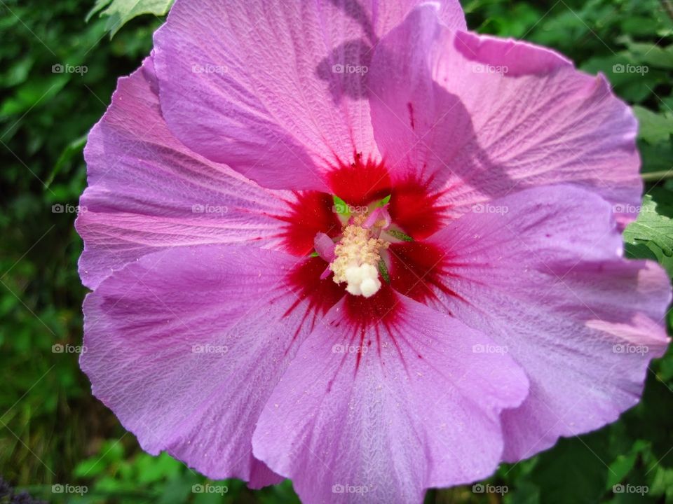 pink hibiscus