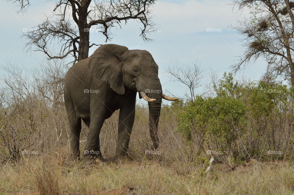 African Elephant Kruger national park South Africa 2016