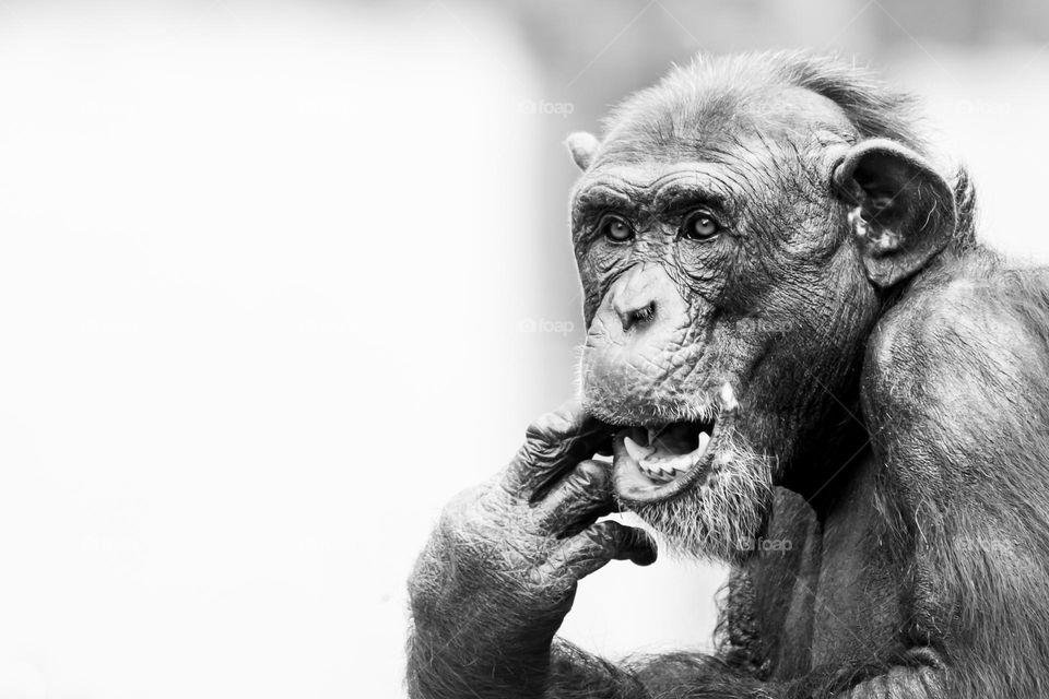 Head portrait of an older chimpanzee picking his teeth with his finger, b&w 