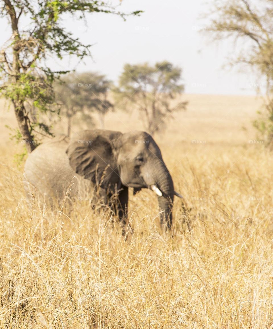 Kidepo,Uganda wildlife  Pictures