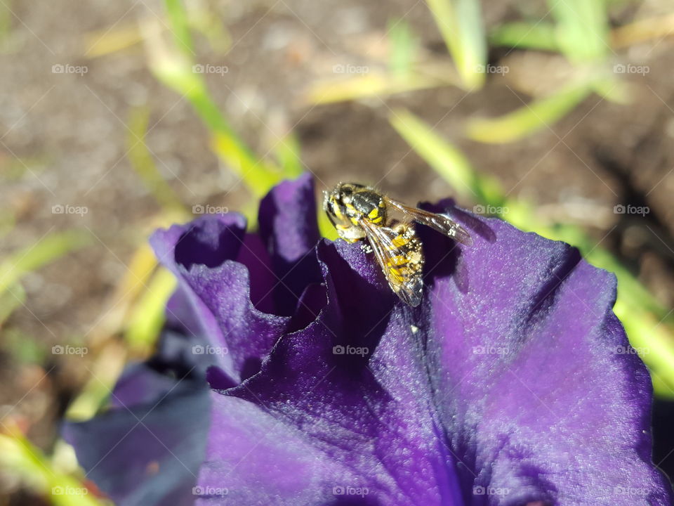 Bee on flower