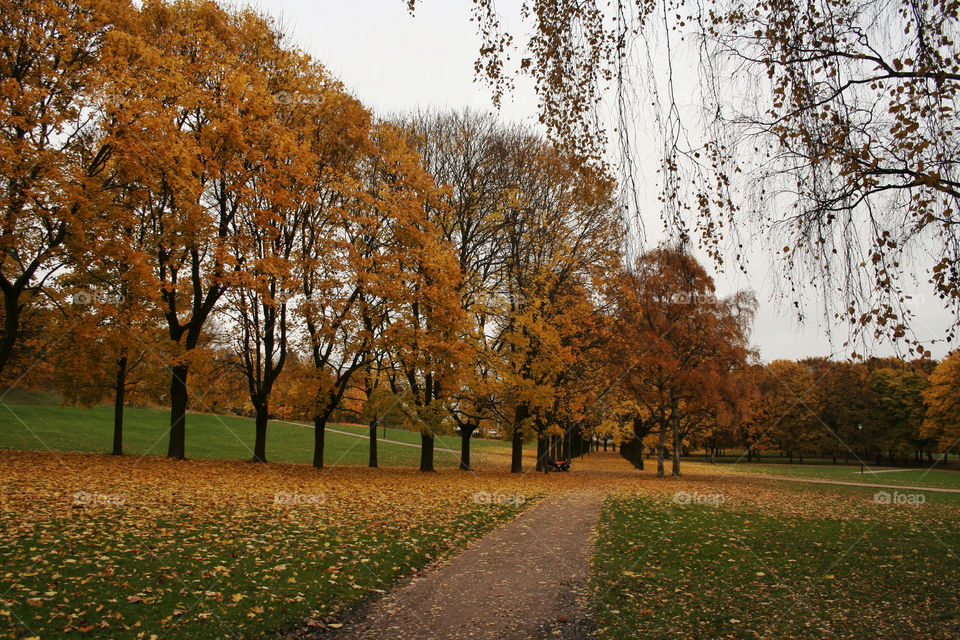 norway tree autumn oslo by nader_esk