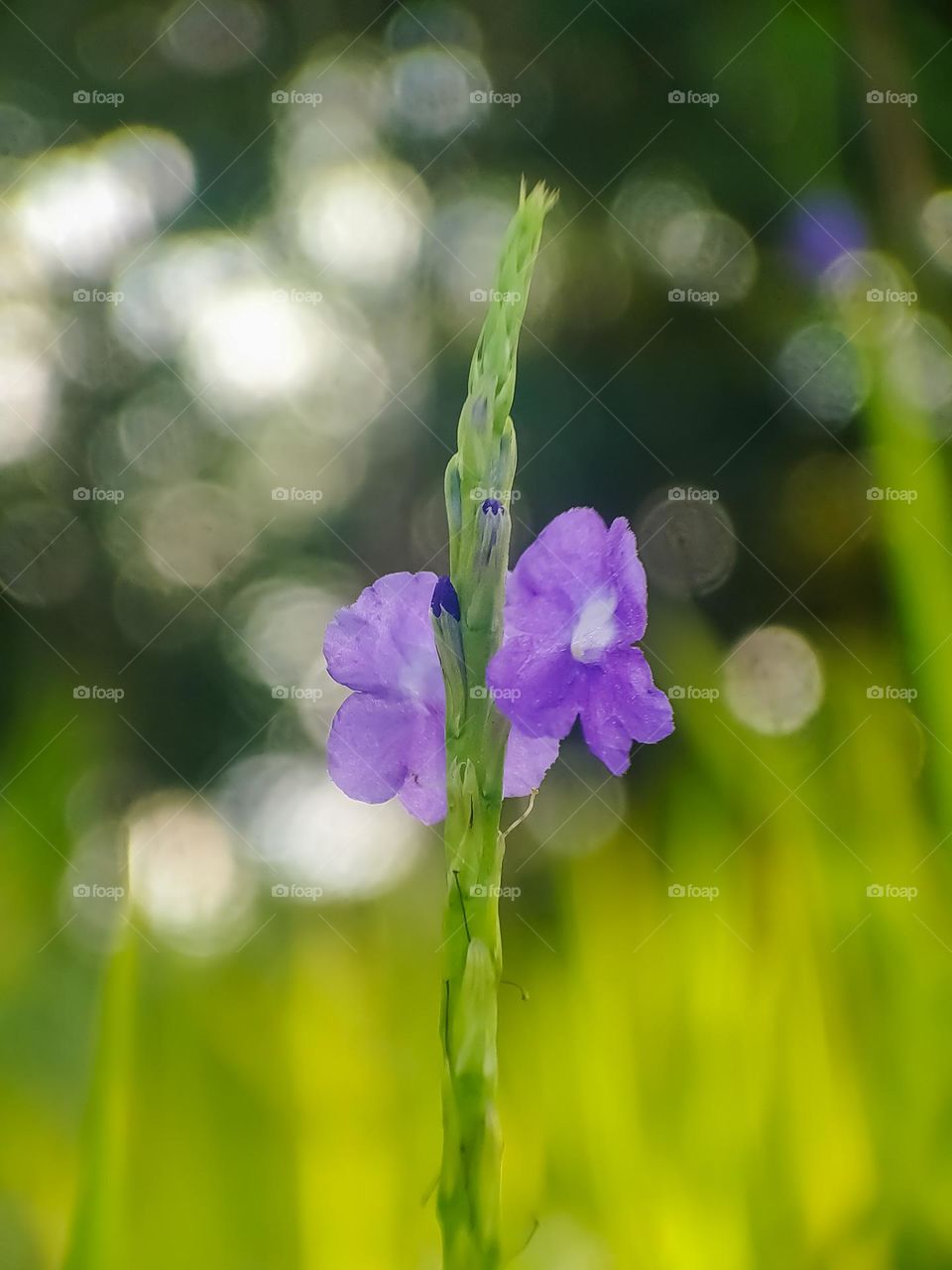 Flowers are purple.