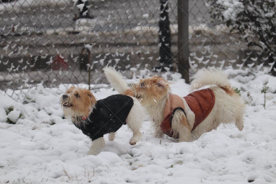 Dog playing at the snow