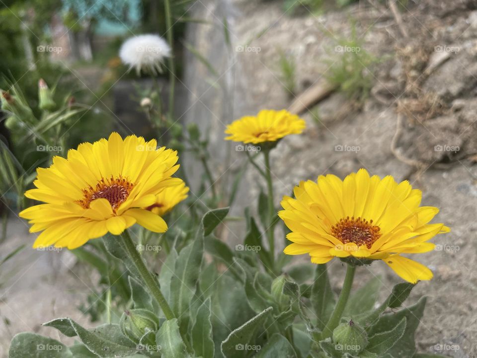 Summer's flowers
