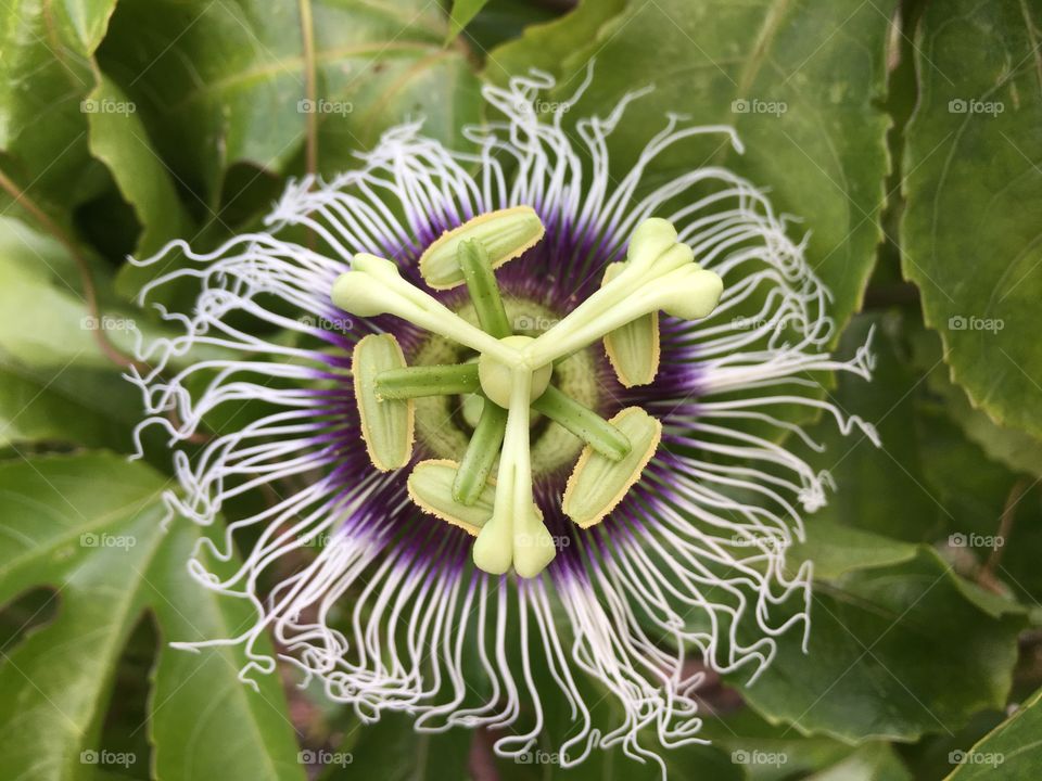 Passion fruit flower