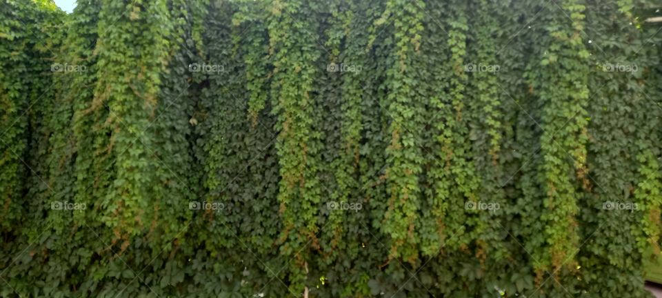 natural wall,natural wonder,green  world, beautiful  hair