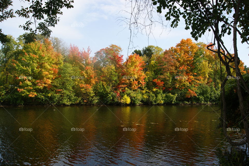 Tree, Fall, Leaf, Nature, Water