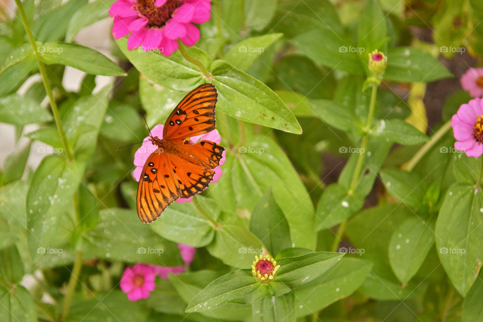 Butterfly zinnia flower summer spring vibrant 