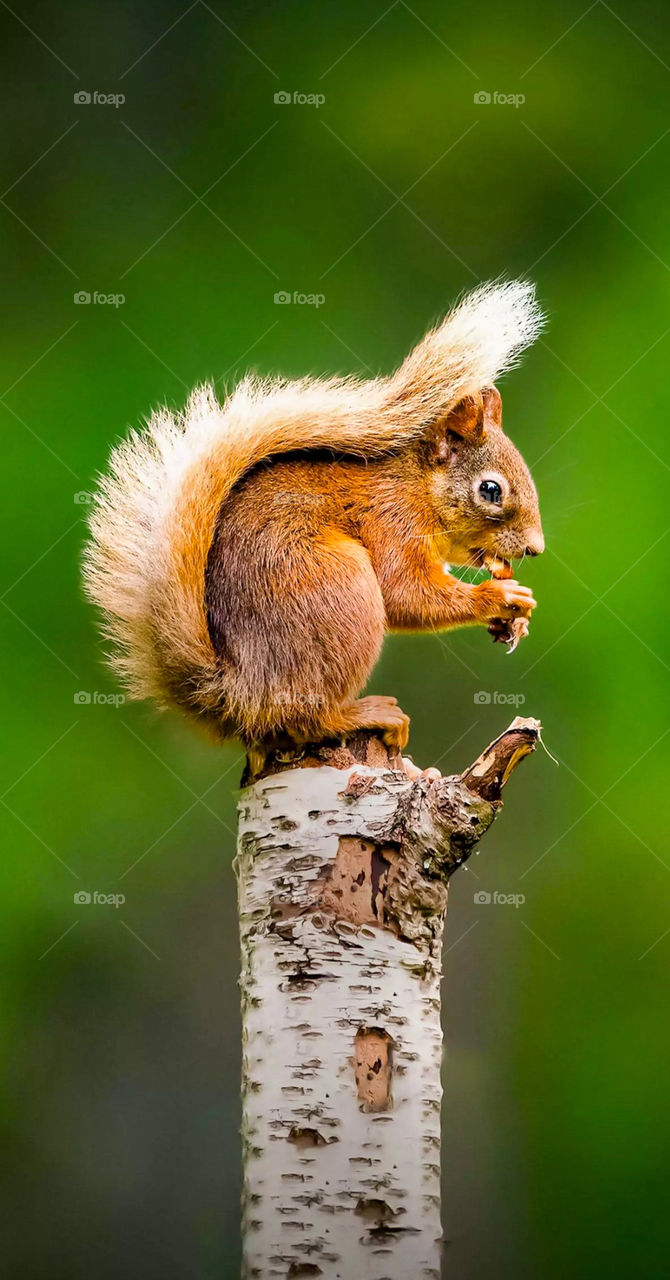 Squirrels are members of the family Sciuridae