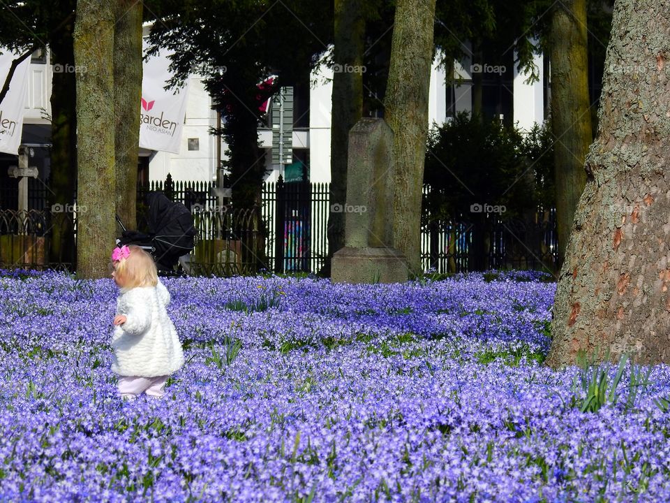 Little girl in blue flower field