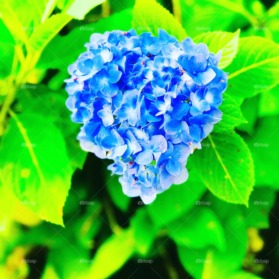 Blue blooming flower