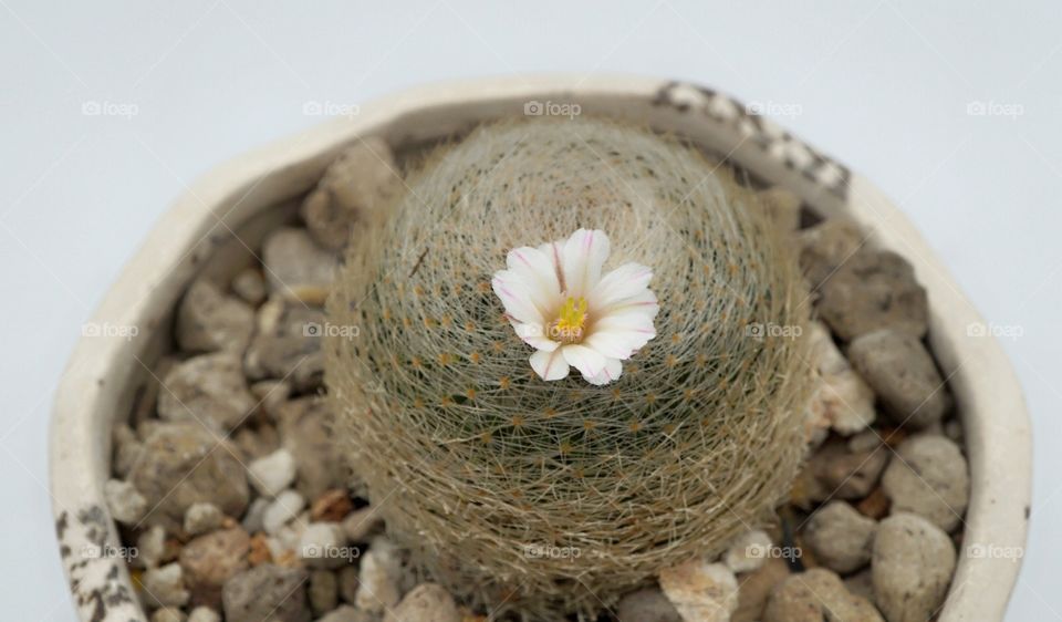 Mammillaria lanta