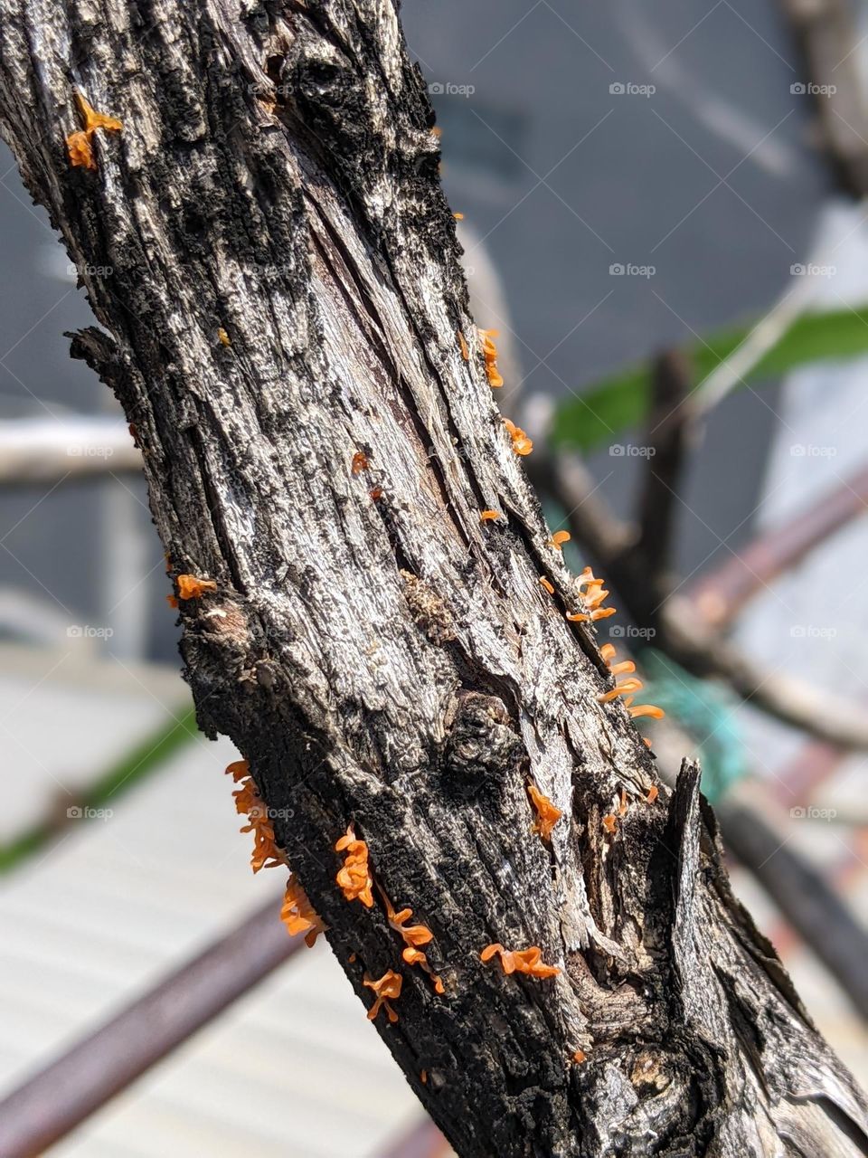 orange mushroom on tree