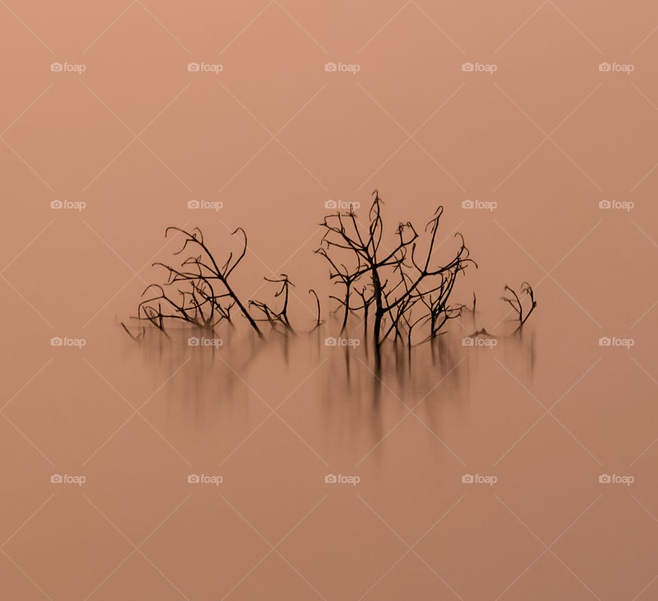 Silhouette of a Submerged mangroves tree