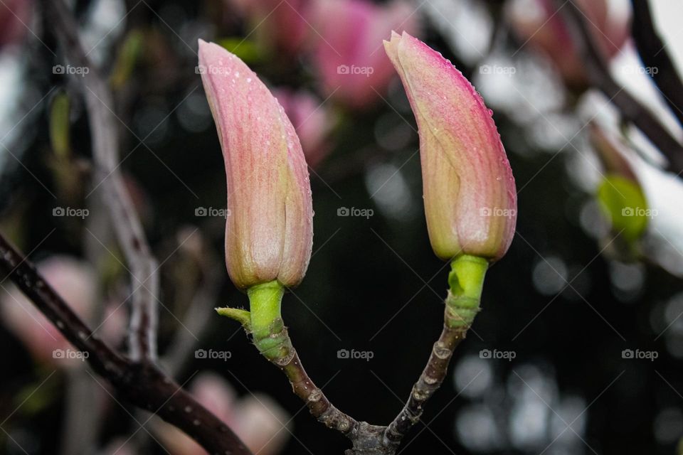 Two magnolia flowers buds