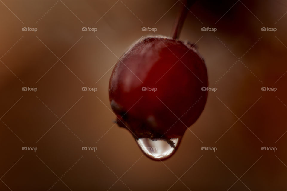 Autumn hawthorn berries macro photo