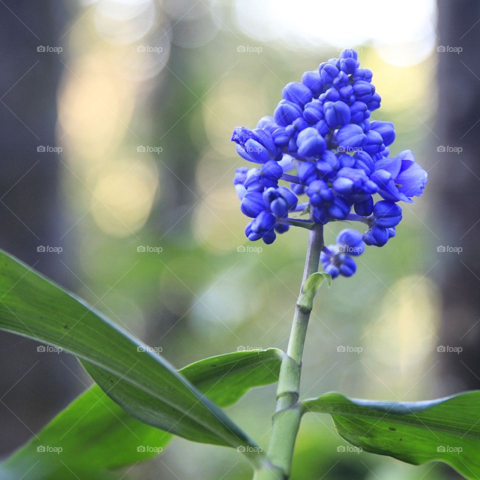 Flower in a forest