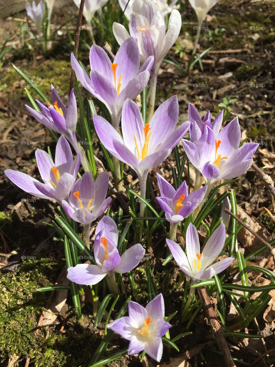 Purple crocus