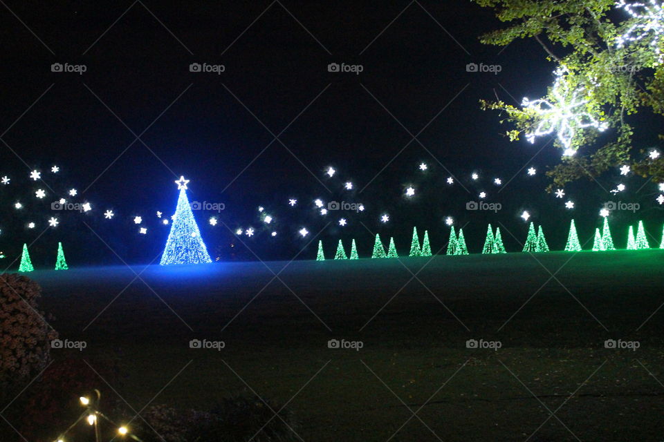 The great field of Christmas trees