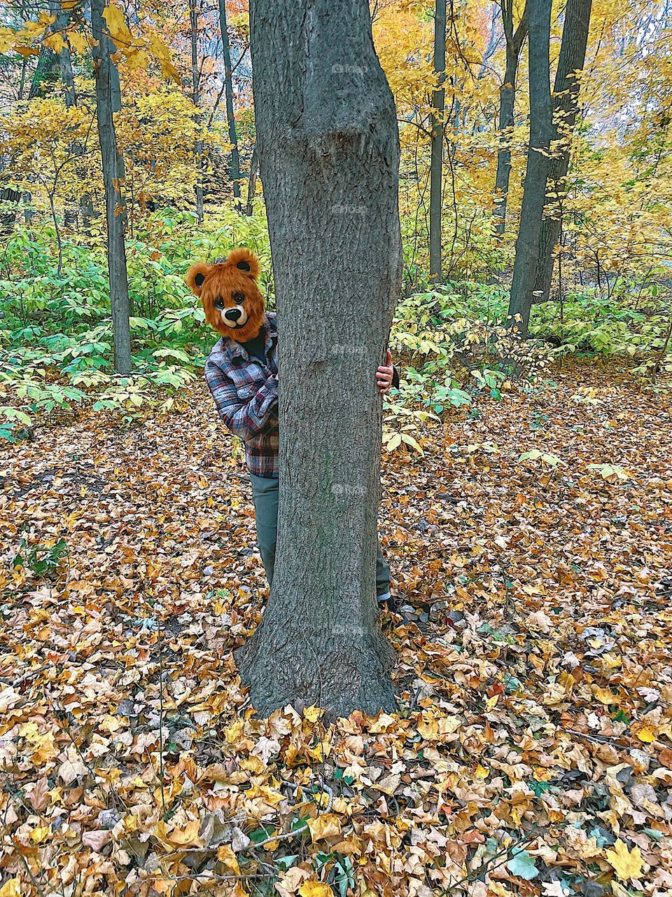 Bear peeks out from behind a tree, woman wearing bear mask in the forest, fall time in the forest, autumn in the forest, funny fall bear picture, bear enjoying the woods, people wearing masks in the forest 