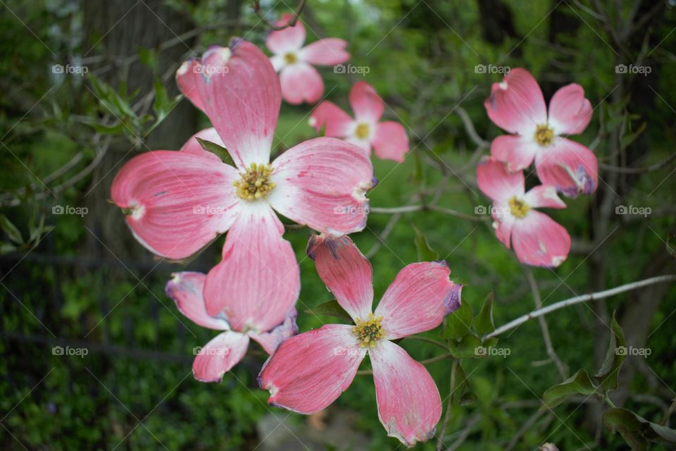 High angle view of pink flowers blooming outdoors