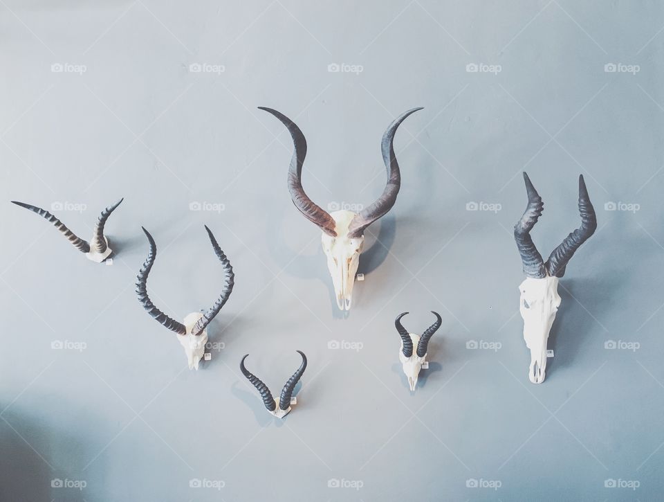 No Person, Wildlife, Bird, Nature, Water