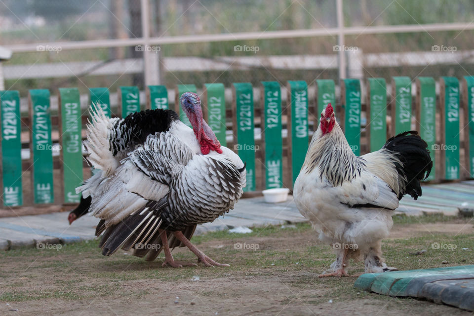 Poultry, Bird, Farm, Animal, Hen