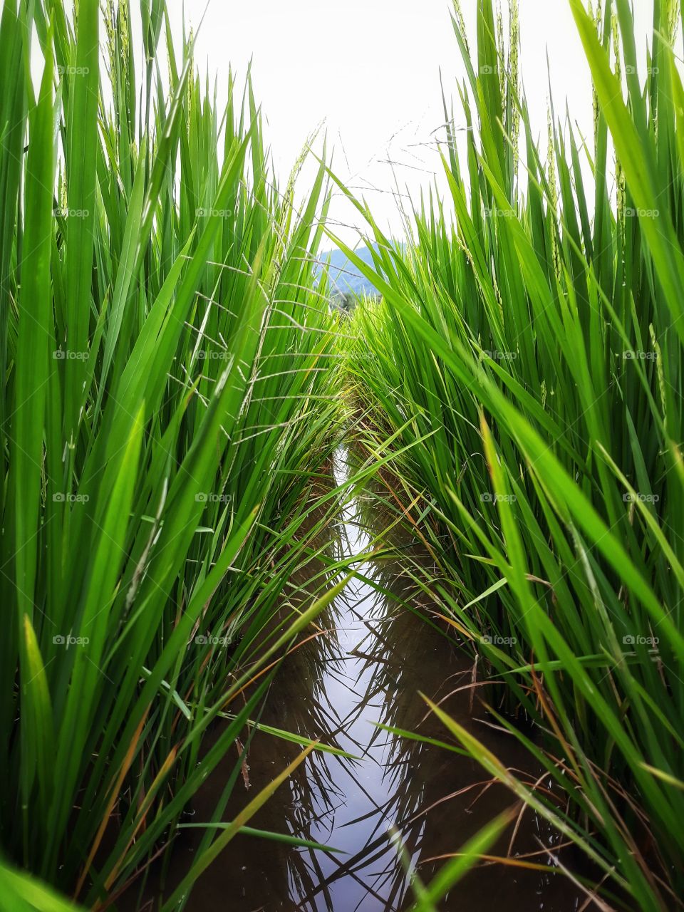rice field