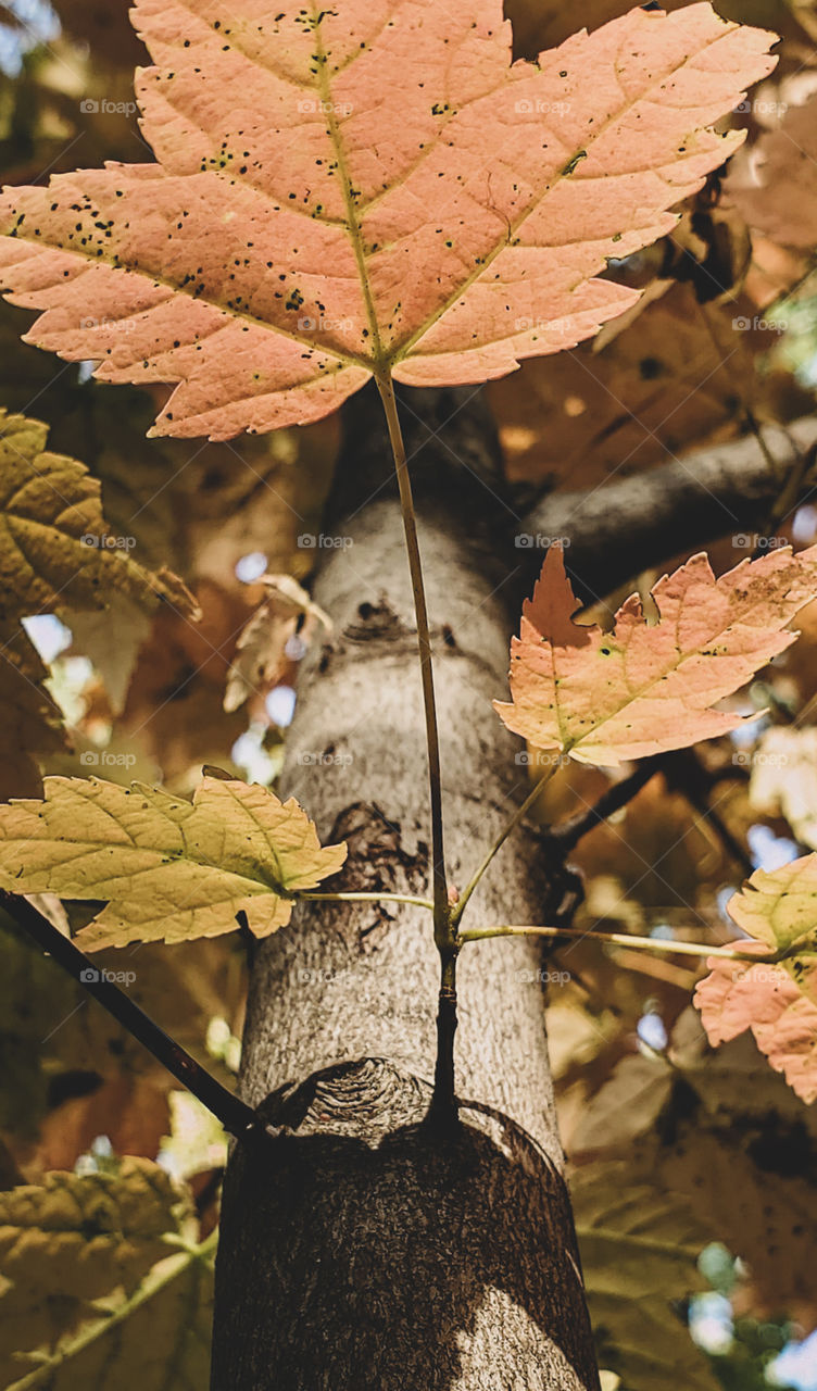 Looking up the trunk of a Maple tree at the autumn leaves.