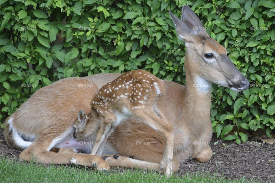 Doe and Fawn