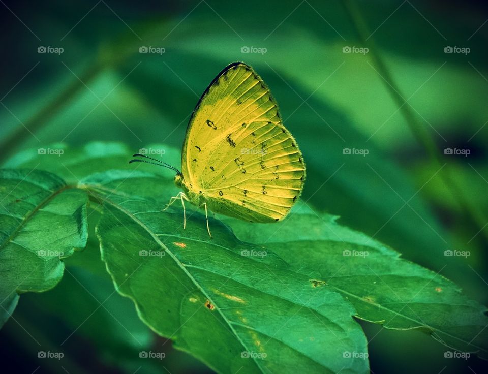 Butterfly  photography  - backyard garden
