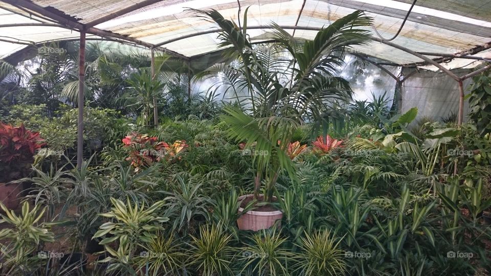 palm in nursery