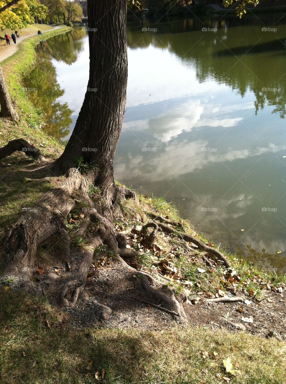 Tree over pond