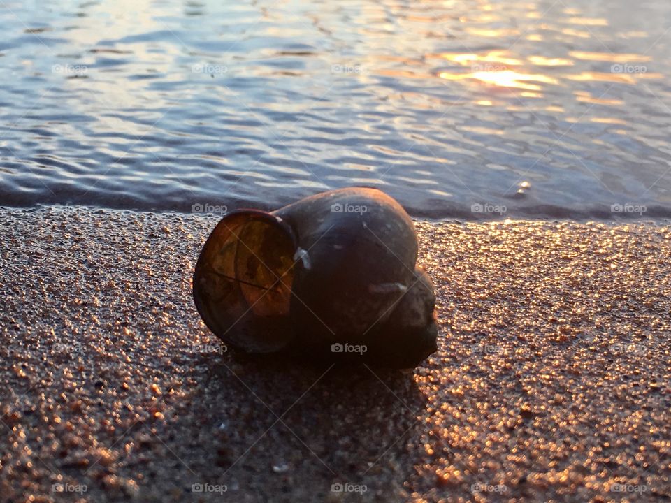 Shell on sand at golden hour 