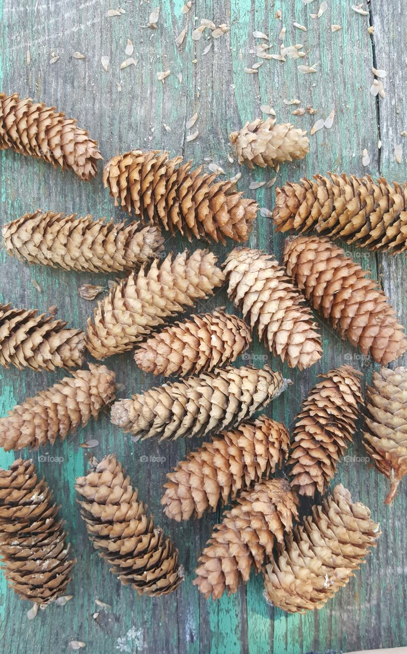 pine cone collection